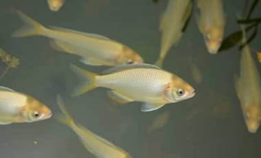 Tilapia