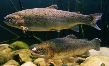 Trout