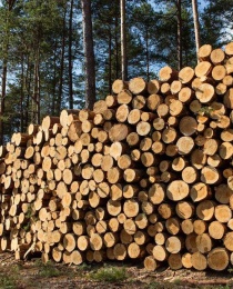 Wood pellet line raw materials