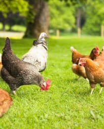 Chicken