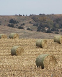 corn stalk