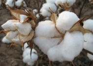 cottonseed