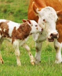 Cow