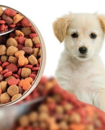 Fish feed manufacturing plant pet food