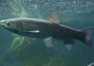 grass carp