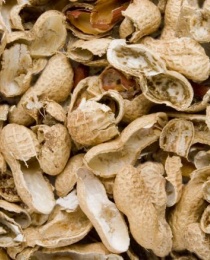 peanut shell