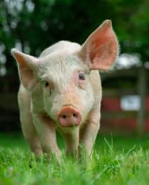 pig
