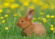 rabbit