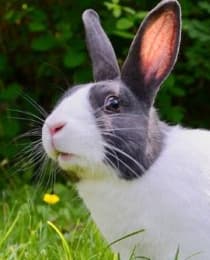 rabbit