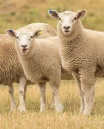 Sheep