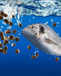 Sinking
