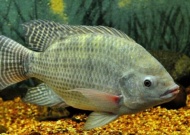 tilapia