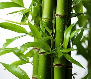Fresh Bamboo