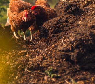 Organic fertilizers (such as chicken manure, cow dung, poultry manure)