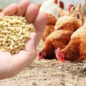 Chicken feed pellet mill