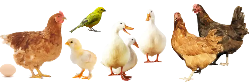 poultry animals