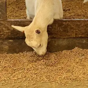 Sheep feed pellet mill