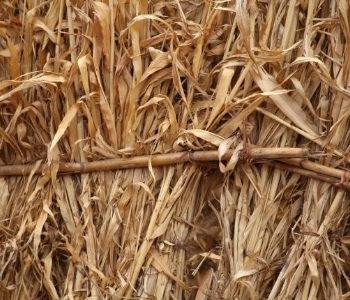 Agricultural and forestry straw coarse crushing pretreatment