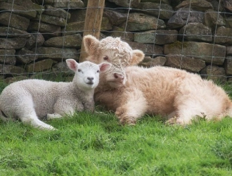 Calf and Lamb Premix Formula