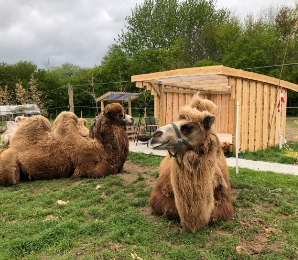 Camel Feed pellet machine