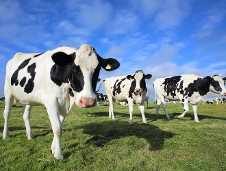 Dairy Cow Premix Formula