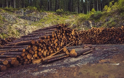 Forestry and Arboriculture