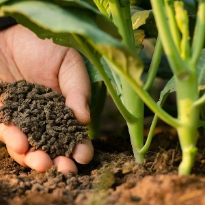 Organic Fertilizer and Biomass Pellet Production