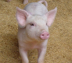 pig feed pellet machine