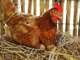 Premix Formula for Laying Hens