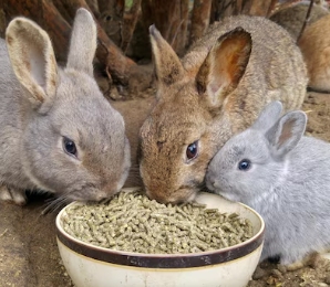 rabbit pellet making machine