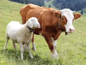 Trace element premix formula for cattle and sheep