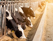 cattle feed pellet