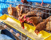 poultry feed pellet