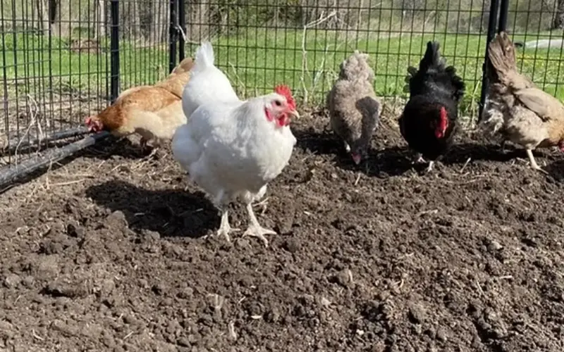 chicken manure wool pellet maker
