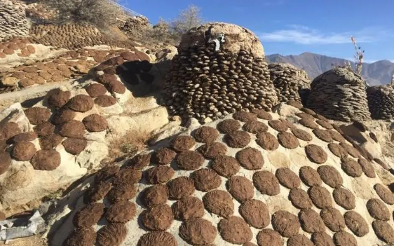 cow dung wool pellet machine