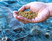 fish feed pellet
