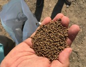 shrimp feed pellet