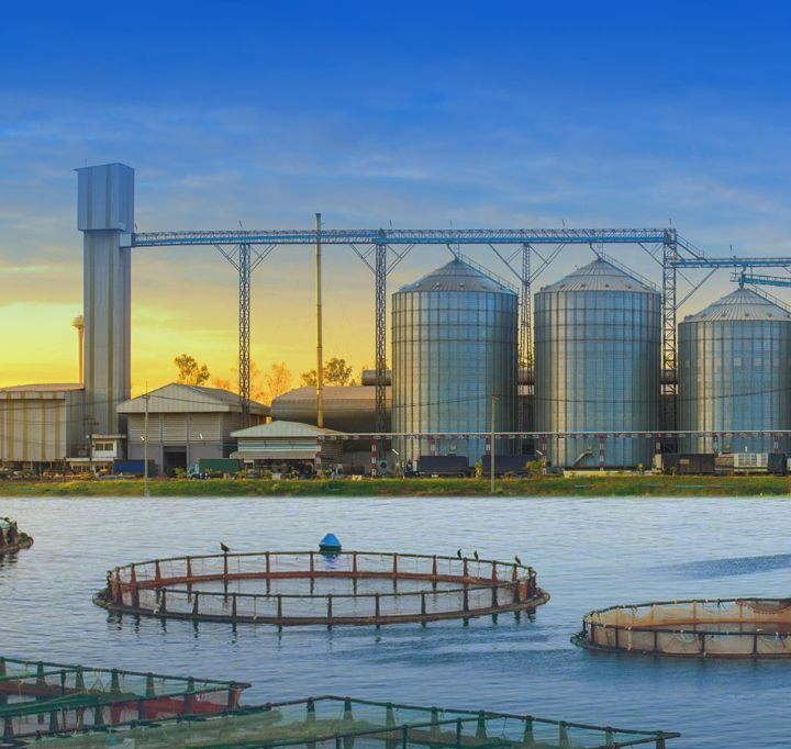 shrimp feed plant
