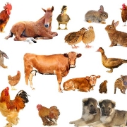 Customized Chicken, Cattle, and Pig Feed Production Line