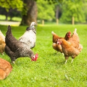 Poultry Feed Pellet Production Line