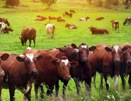 Wide Range of Applicable Animals