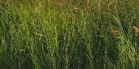 alfalfa grass