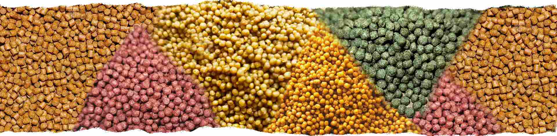 How to Produce Fish Feed