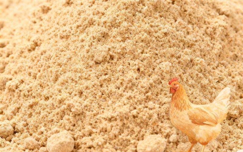 Ordinary Chicken Feed