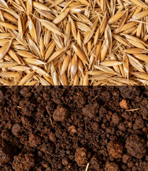 chicken manure and rice husks