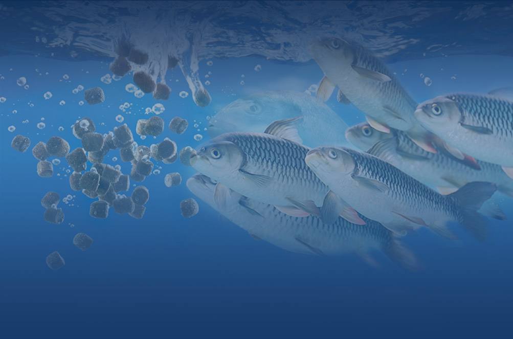 fish and fish pellets