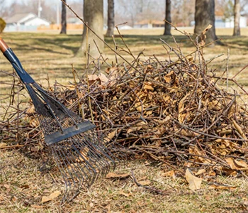 fallen branches and leaves
