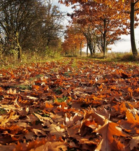 fallen leaves