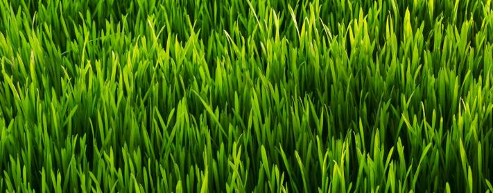 green grass
