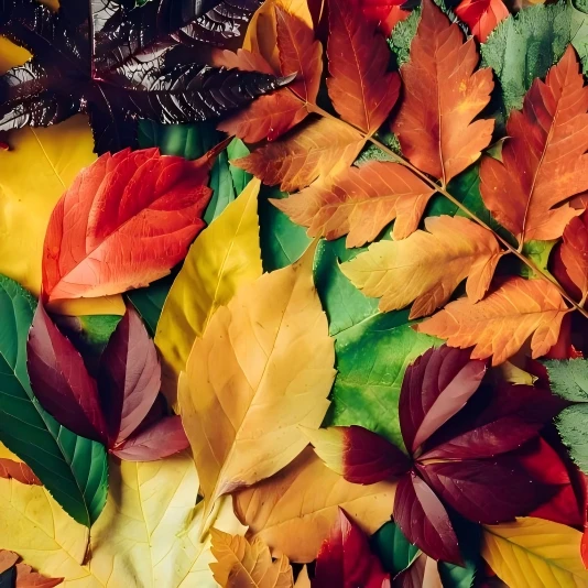 पत्तियों के प्रकार